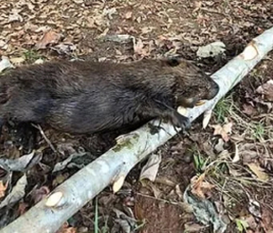 Beaver Control