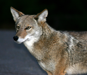 Coyote Control
