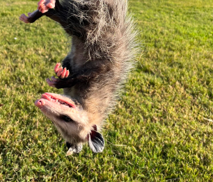 Opposum Control