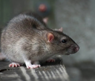 Rodent Control
