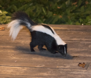 Skunk Control