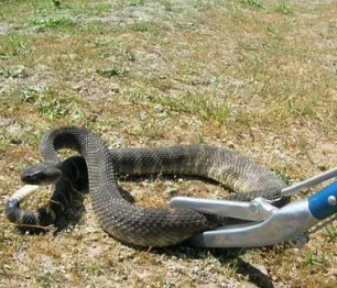 Snake Control